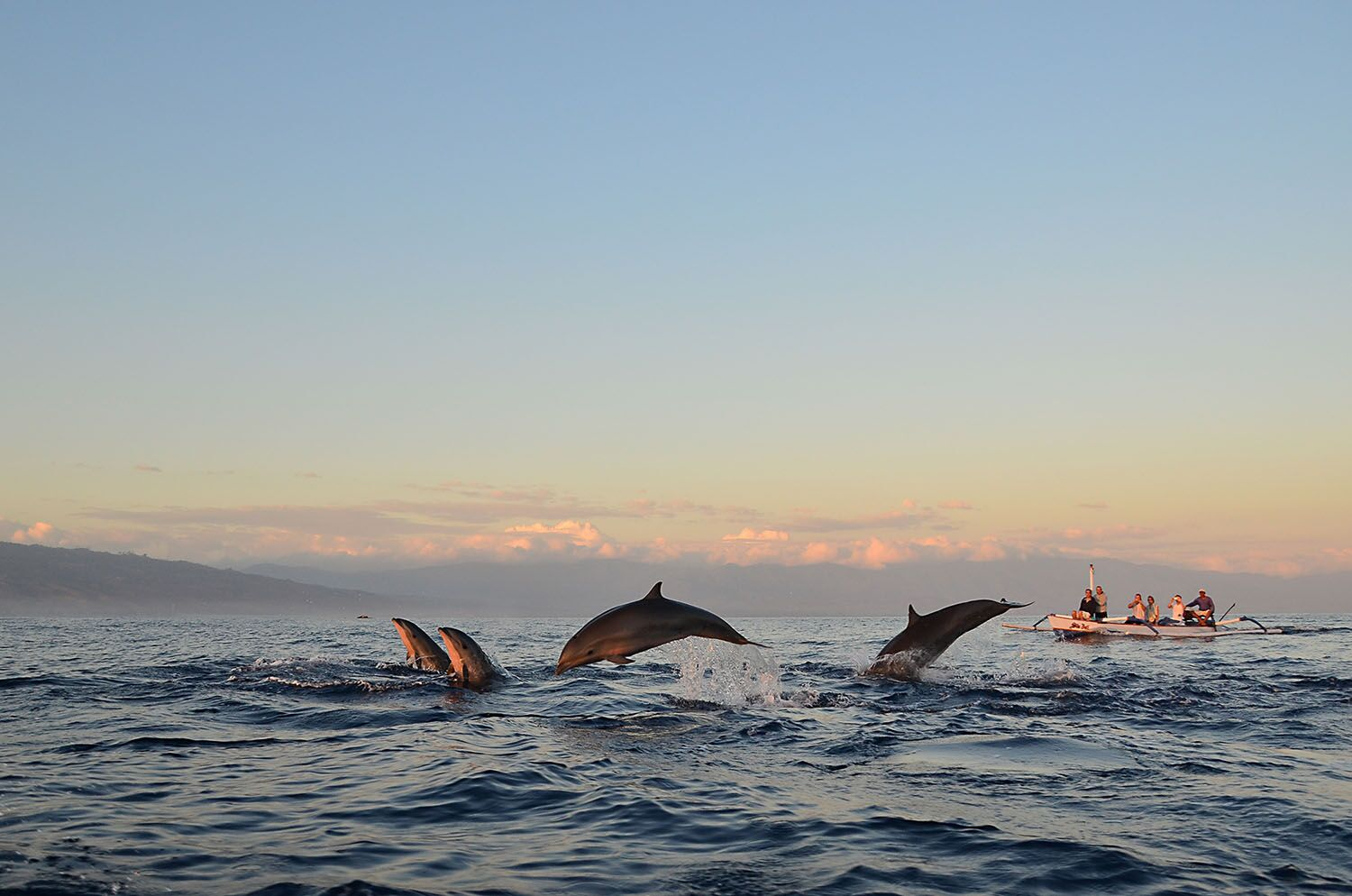 Море, дельфины и лодка с туристами