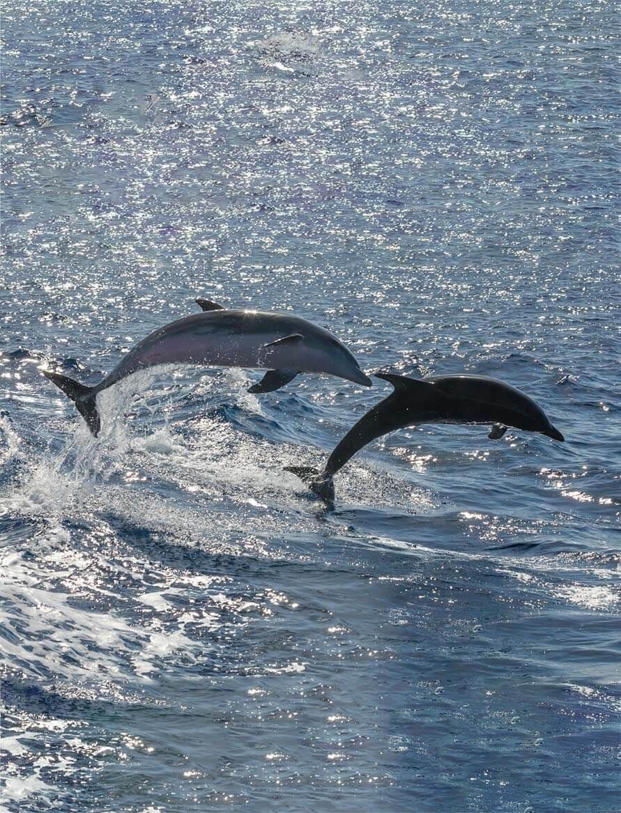 Статья в блоге – Каких дельфинов можно встретить на морской прогулке