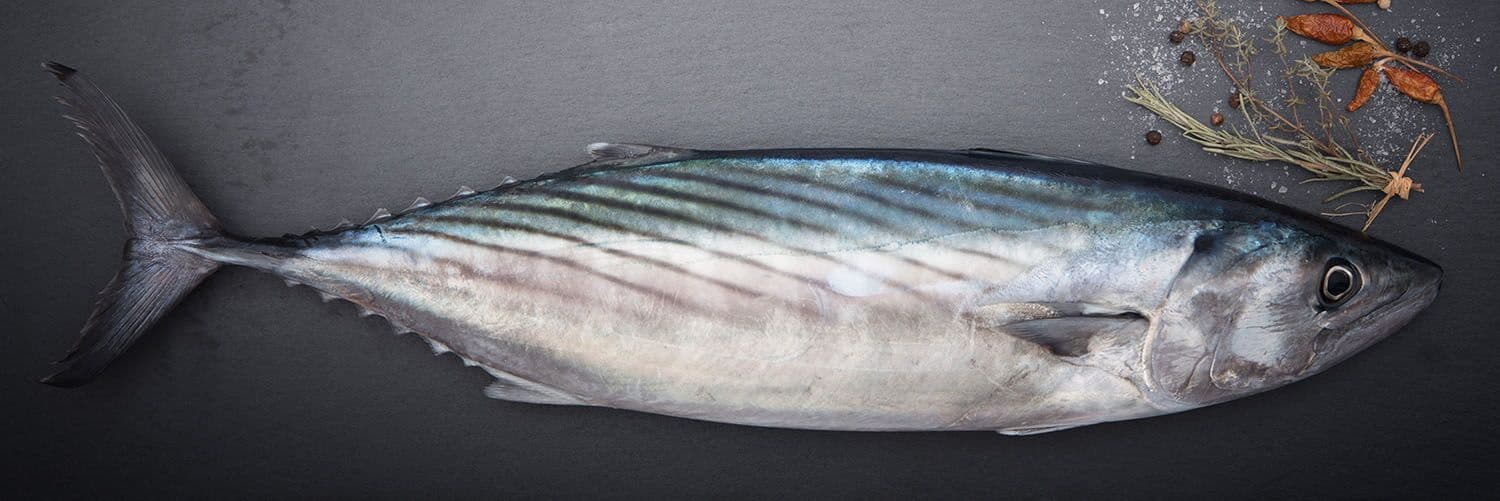 Какая рыба водится в Сочи – путеводитель по морским обитателям Черного моря