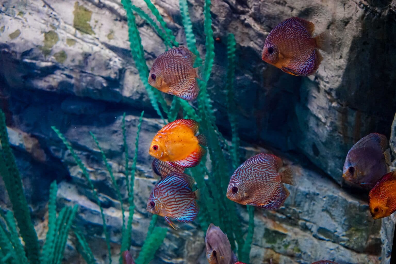 Sochi Discovery World Aquarium в Адлере